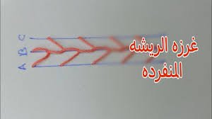 موسوعة التراث الفلسطيني